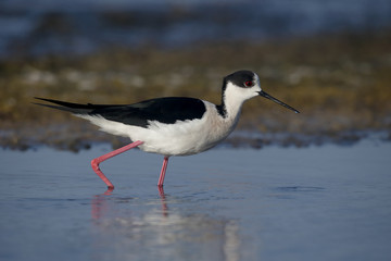 Black-winged stilt, Himantopus himantopus