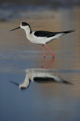 Black-winged stilt, Himantopus himantopus