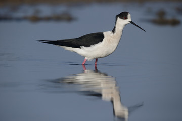 Black-winged stilt, Himantopus himantopus