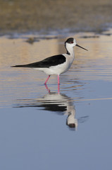 Black-winged stilt, Himantopus himantopus