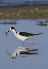Black-winged stilt, Himantopus himantopus
