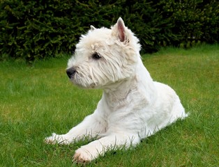West Highland White Terrier sitting on the fresh green grass in the garden. The dog watches
