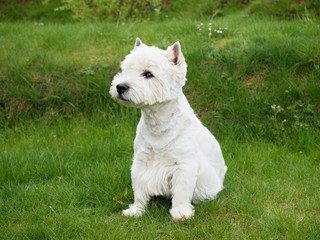 West Highland White Terrier sitting on the fresh green grass in the garden. The dog watches