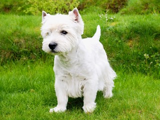 West Highland White Terrier sitting on the fresh green grass in the garden. The dog watches