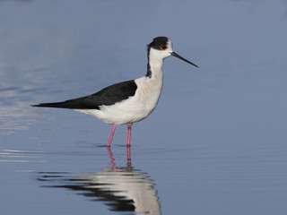 Black-winged stilt, Himantopus himantopus