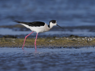 Black-winged stilt, Himantopus himantopus