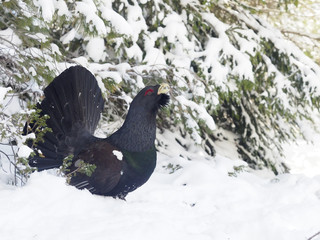 Capercaillie, Tetrao urogallus