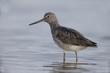 Greenshank, Tringa nebularia