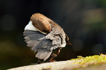 Dipper on River