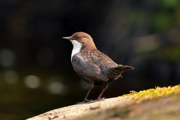 Dipper on River