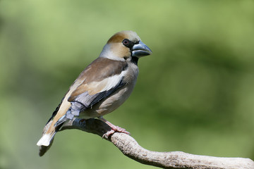 Naklejka premium Hawfinch, Coccothraustes coccothraustes