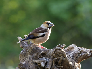 Hawfinch, Coccothraustes coccothraustes