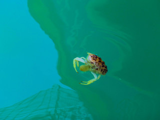 crabe