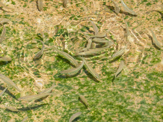 ballet de poissons