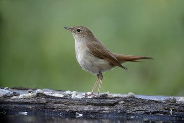 Nightingale, Luscinia megarhynchos