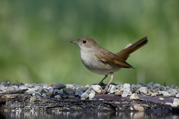 Nightingale, Luscinia megarhynchos