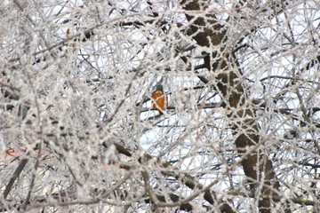Kingfisher in winter 