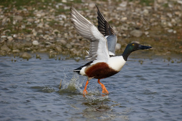 Northern shoveler, Anas clypeata