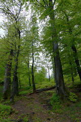 Forest in Polyanitsky regional landscape park
