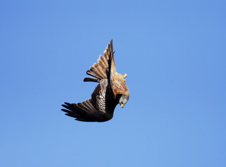 Obraz premium Red kite, Milvus milvus