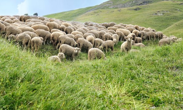 troupeau de moutons dans alpage de Savoie