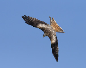 Red kite, Milvus milvus