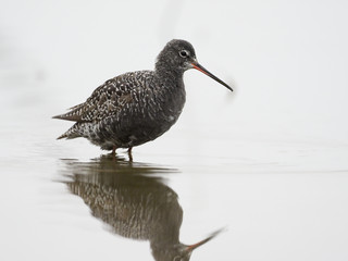 Spotted redshank, Tringa erythropus