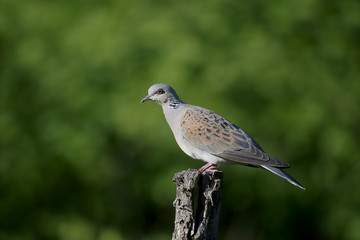 Turtle dove, Streptopelia turtur