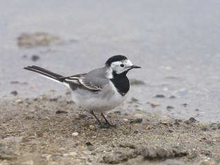 White wagtail, Motacilla alba