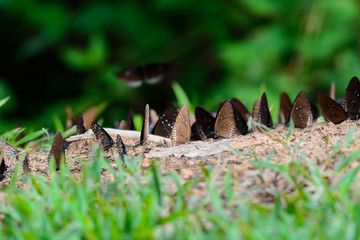 Butterfly diversity Many butterfly species Gathered.