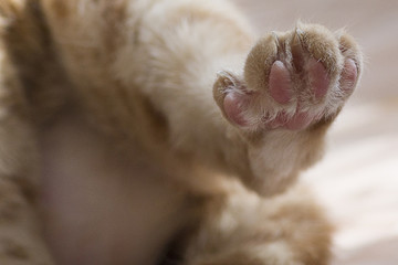 Cat clawed foot
