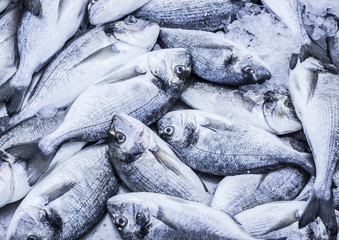 counter in the shop window with a lots of freeze mediterranean dorado fish. Perfect choice for healthy and delicious dinner