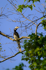 Oriental pied hornbill (Anthracoceros albirostris)