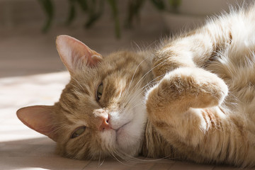 Ginger and white tabby cat