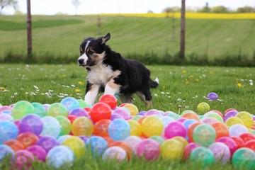 border collie welpe hat spa&szlig; mit bunten b&auml;llen