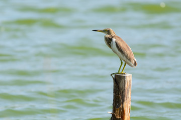 Chinese Pond Heron Ardeola bacchus.