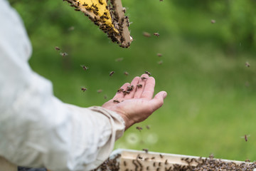 Close up shot of man hand holding frame with bees wax. Selective focus. 