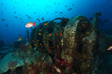 School of sea goldie fish over the wreck name is SS Thistlegorm horizontal