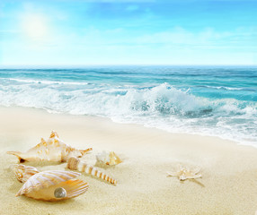 Fototapeta na wymiar Sandy beach with shells and pearl.