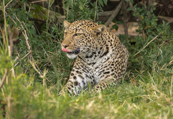 Leopard