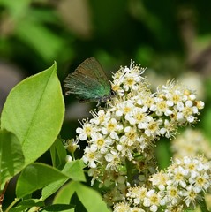 ein kleiner grün blauer schmetterling auf einer weißen Blüte
