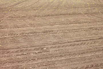 Fototapeta na wymiar texture of soil with winter crops as natural brown background