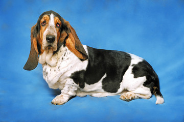 Basset Hound breed dog