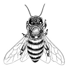 Hand drawn bee sketch in black and white vector illustration.