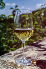 Glass of white wine in the sunlight and green background