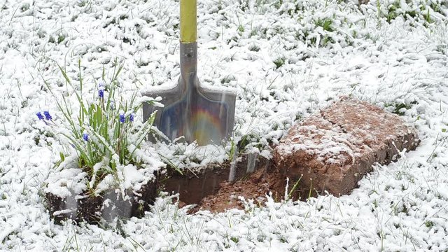 snowstorm falls asleep metal shovel and carved out of the land of blue Muscari flowers for transplanting to the garden