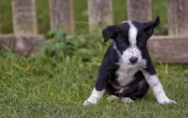 collie puppy