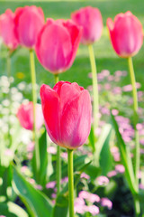 Tulip flowers blooming in Spring. Colorful tulips blooms swaying in the wind. Gentle wind moving through field with many tulips, sunny day.