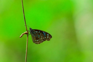 Butterflies are hanging on a branch.