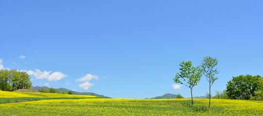 初夏の高原・青空と花の風景